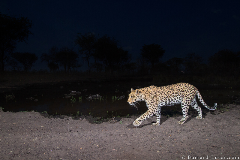 Credit: Will Burrard-Lucas/WWF-US.
